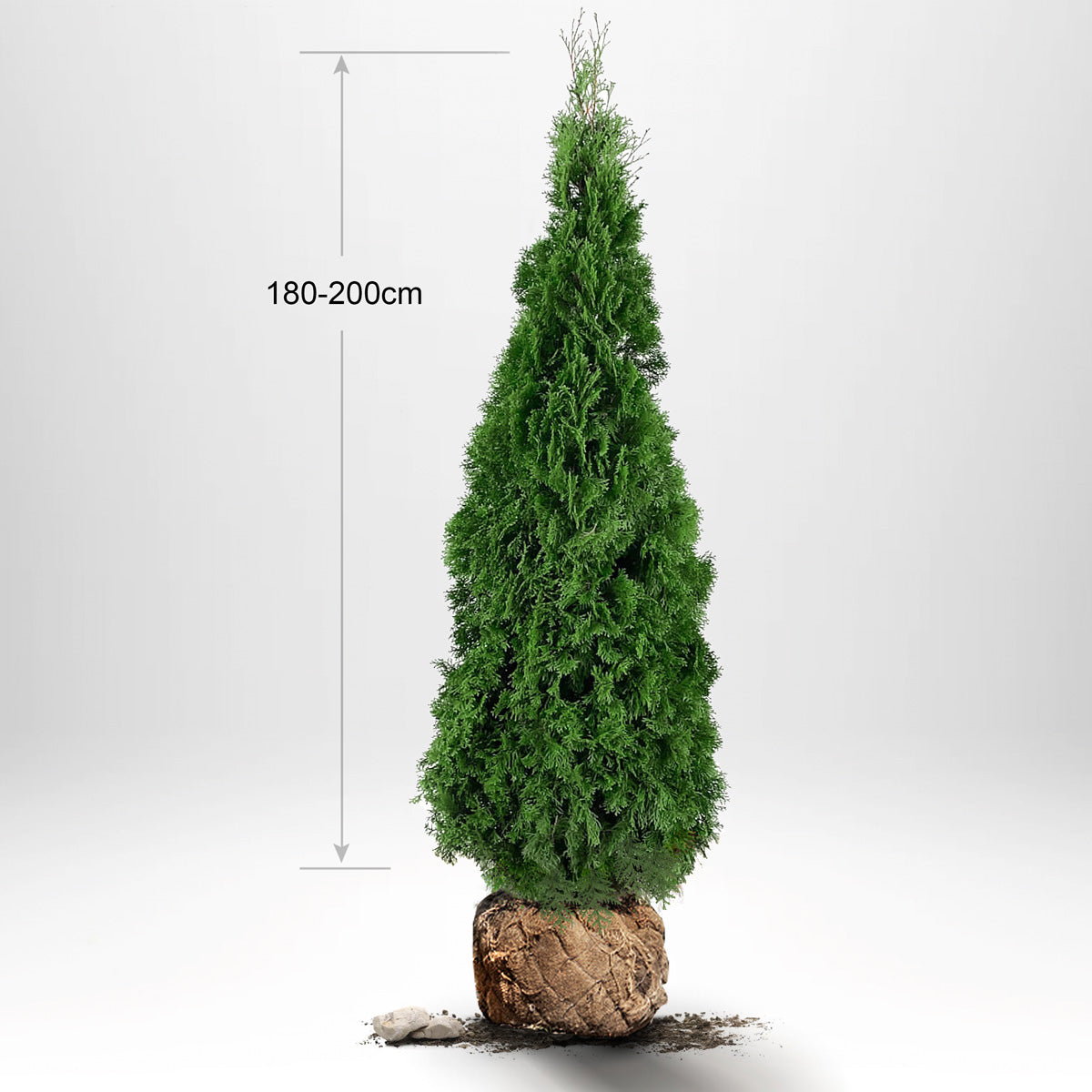 Thuja Smaragd 180-200 cm, RB, Kvalitet: Landskapskvalitet
